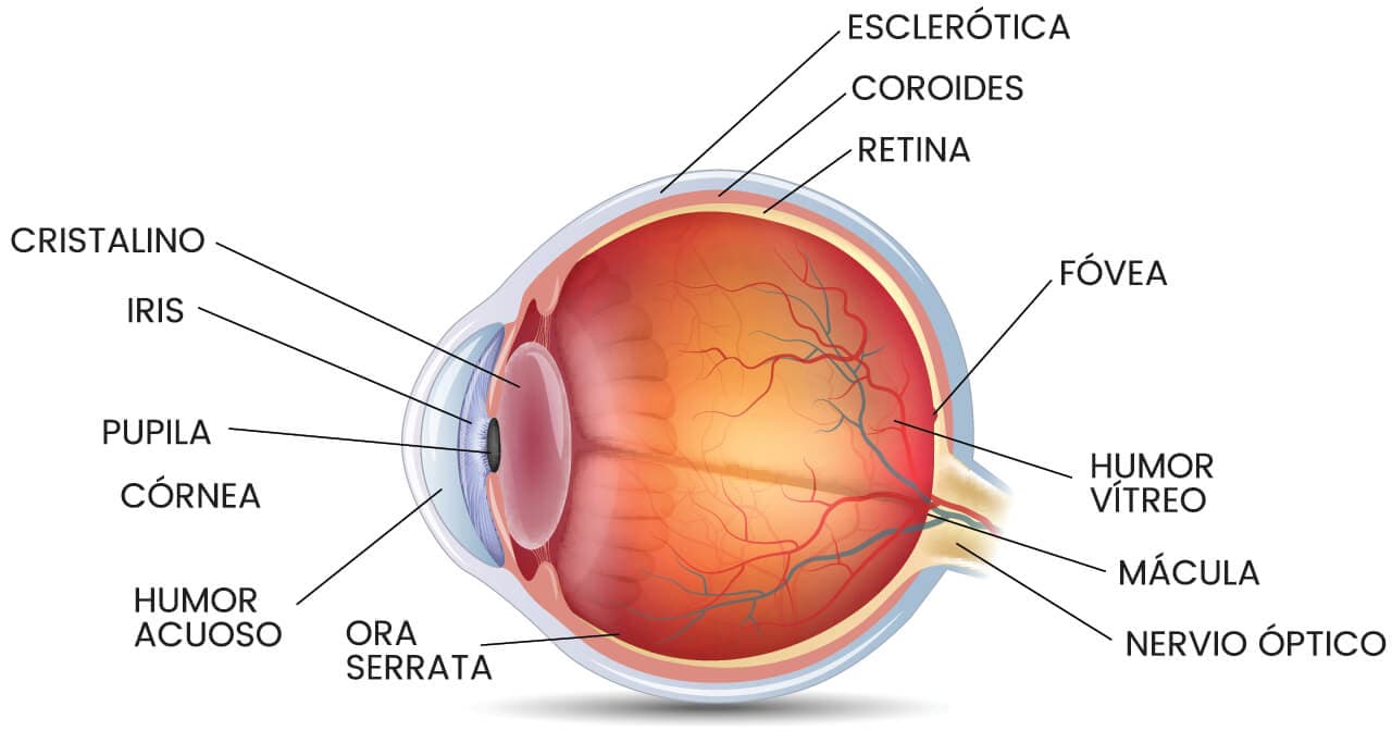 Anatomía del ojo humano